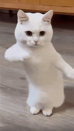 My Cool GIF